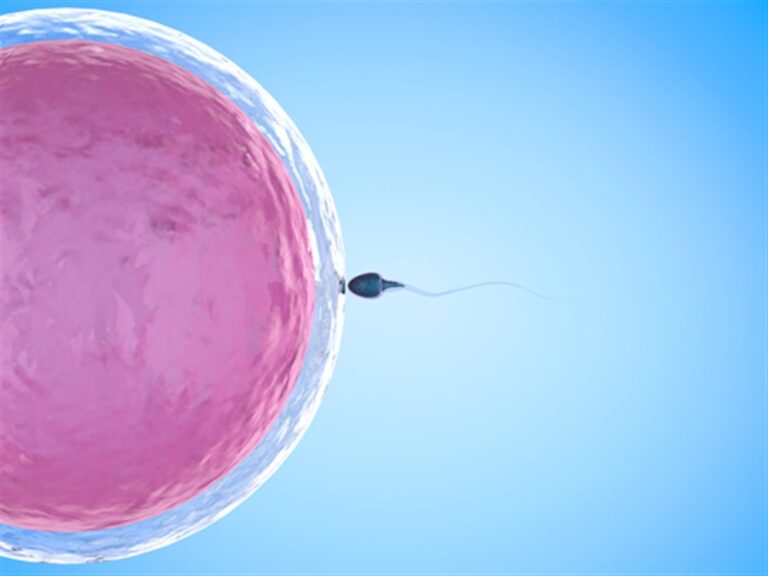 Combien D’heures Les Spermatozoïdes Vivent-ils Dans L’utérus